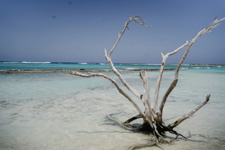Aruba — Eagle Beach divi tree