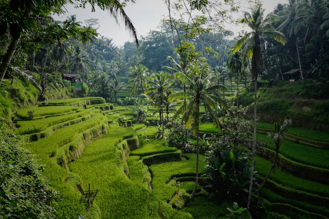 Bali rice terraces, Indonesia — Photo by Niklas Weiss (Unsplash)