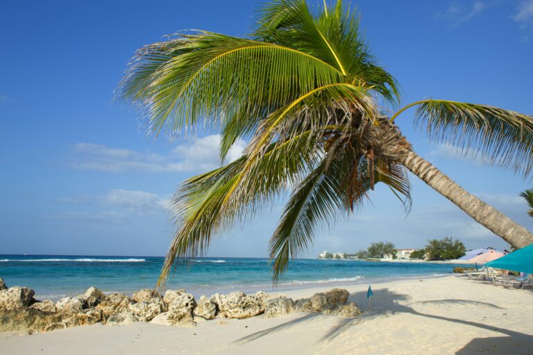 Barbados — palm beach