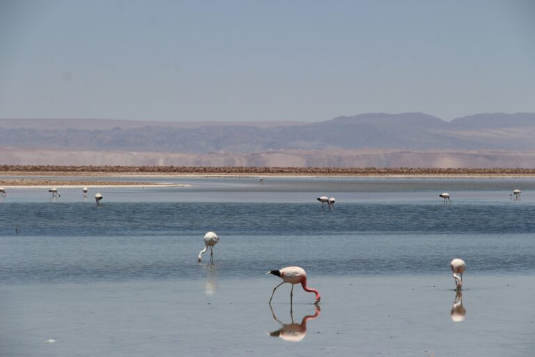 Bonaire — flamingos in the salt flats