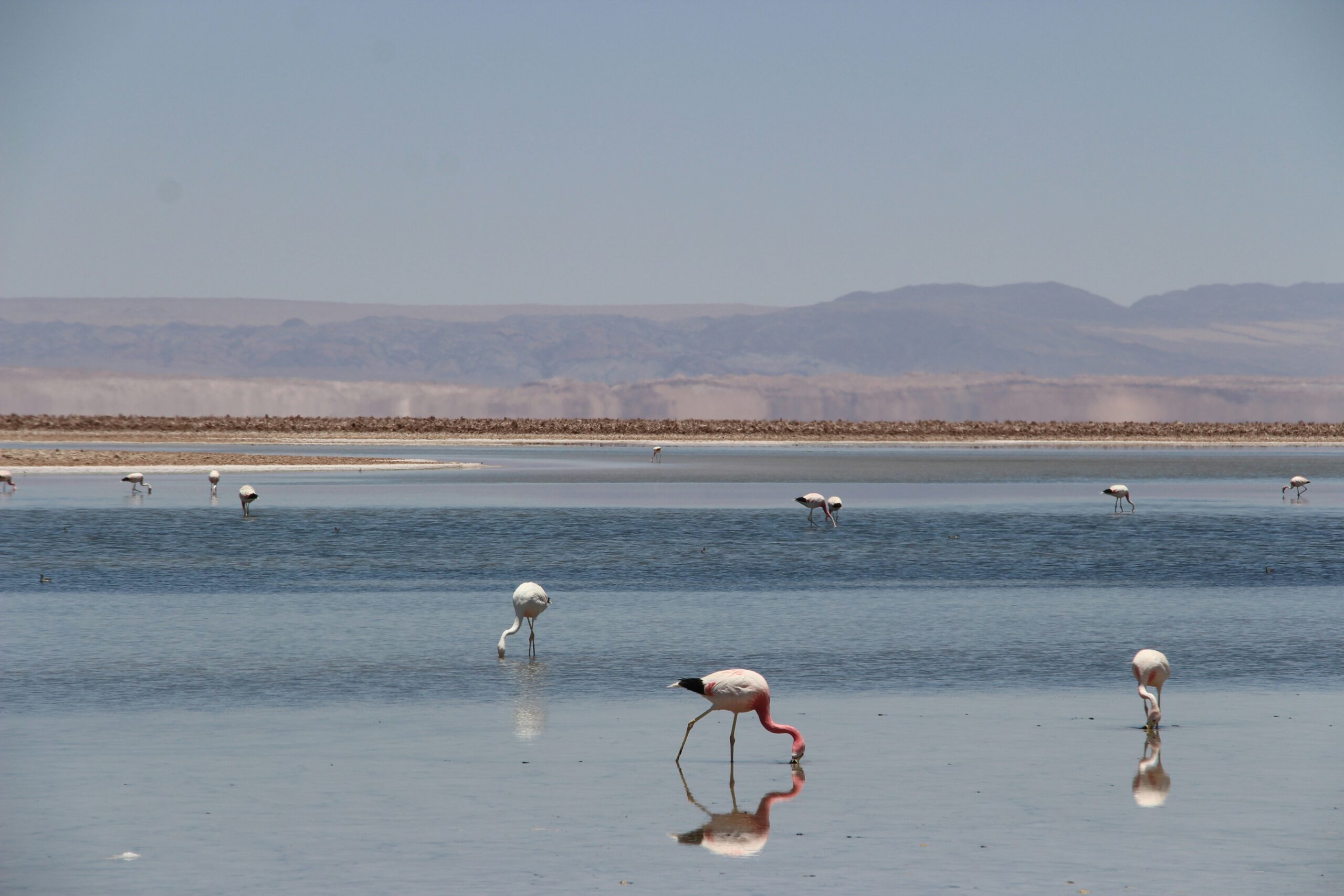 Bonaire — flamingos in the salt flats