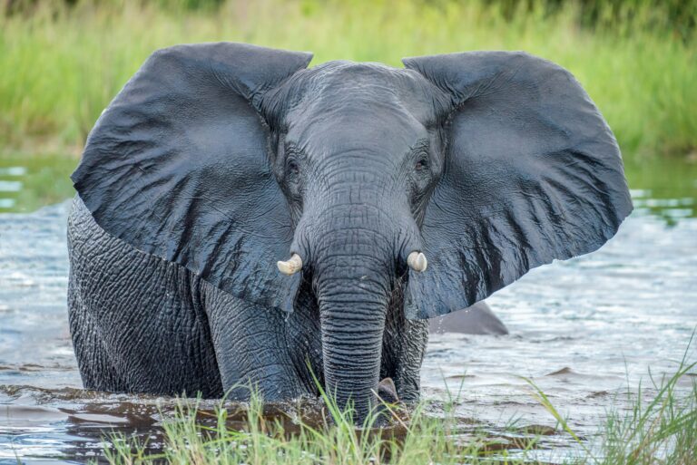 Botswana — Okavango Delta
