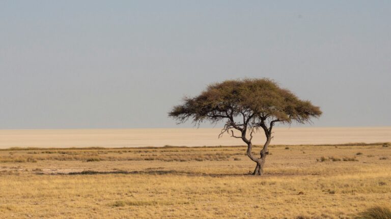 Burkina Faso — Sahel savanna