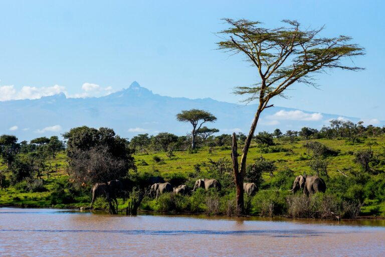 Central African Republic — savanna and wildlife