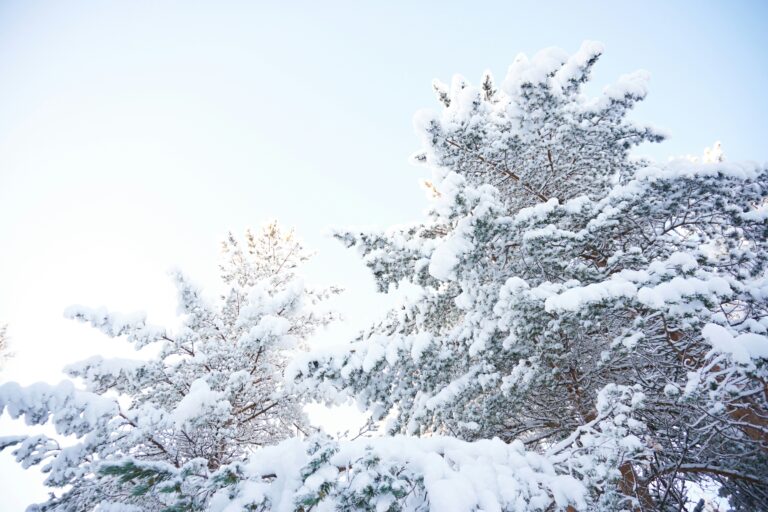 Finland — Lapland winter forest