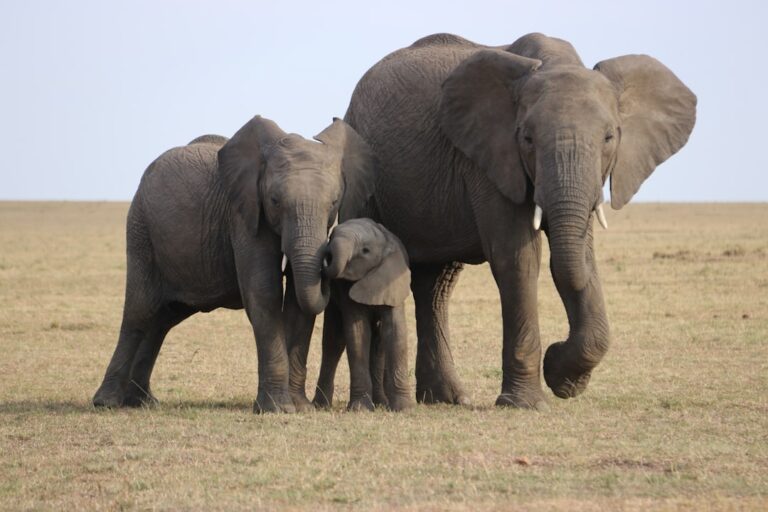 Kenya — safari elephants