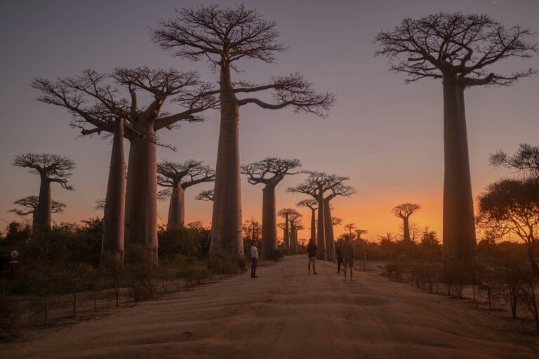 Madagascar — Avenue of the Baobabs