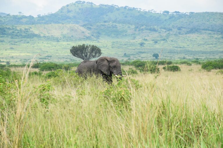 Uganda — savanna wildlife